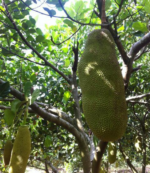 你的怪物 产品图片