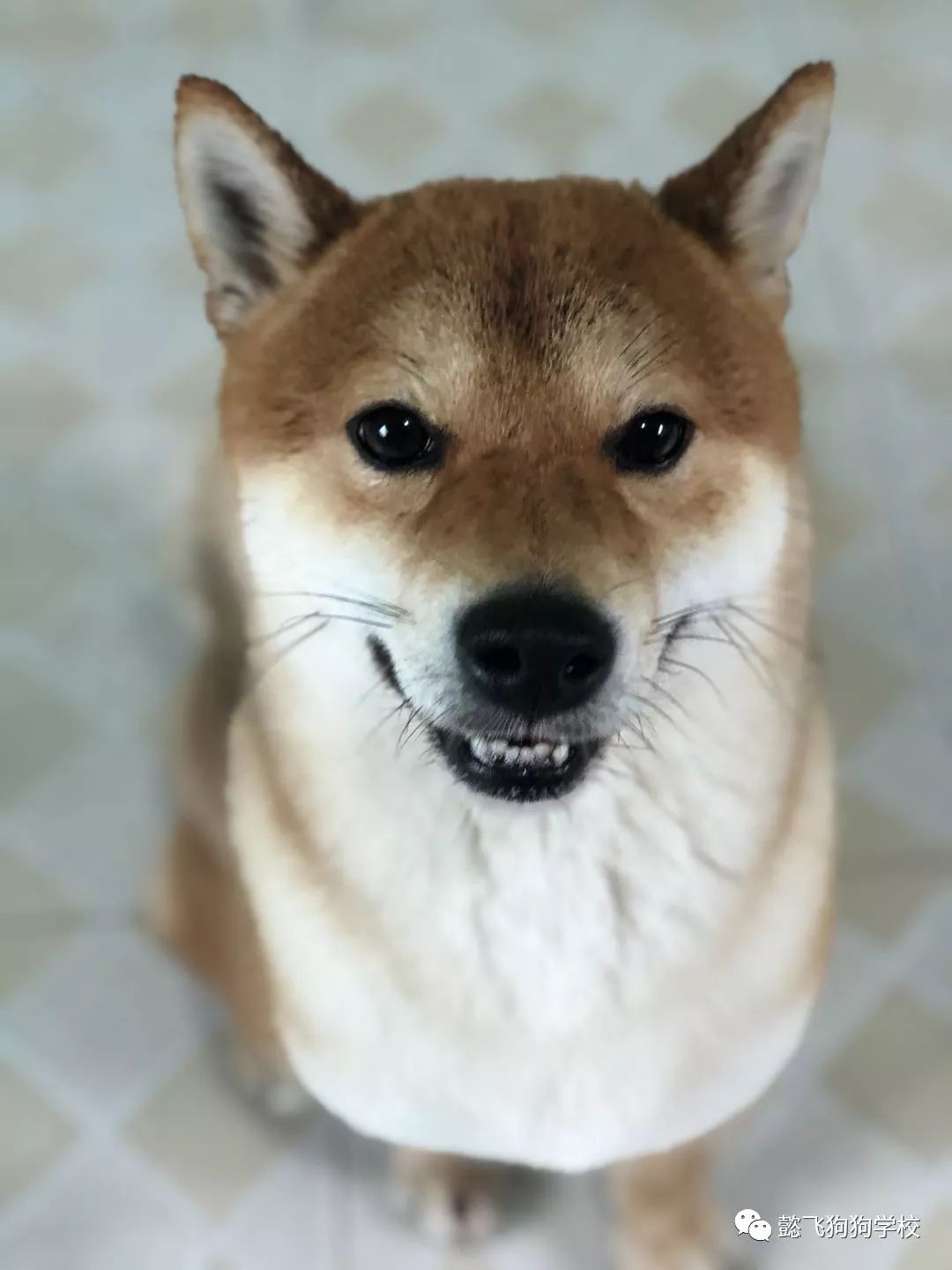 催眠人格 相关产品