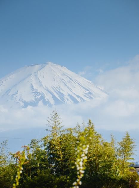 凋零在春天 相关产品