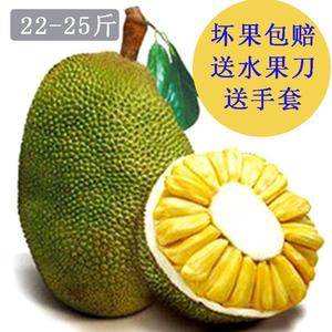 传染病（粤语版） 产品图片