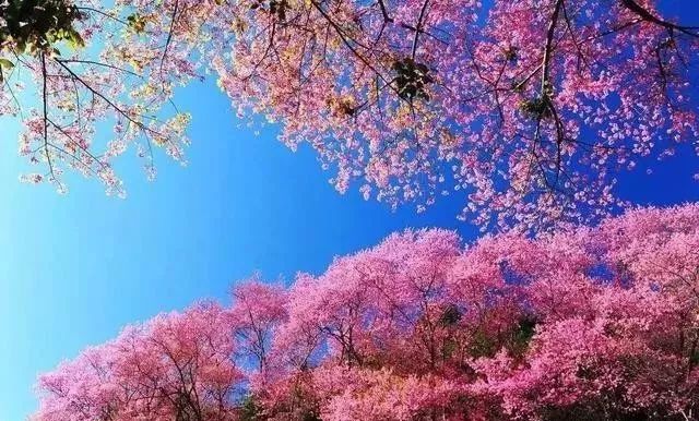 僧侣和枪 相关产品