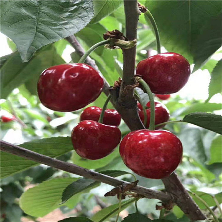 你从未在此 产品图片