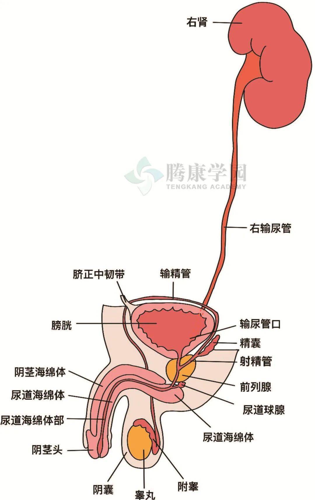 凋零在春天 产品主图