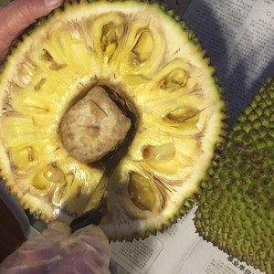 僵尸新战士 相关产品