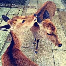 偷心者 相关产品