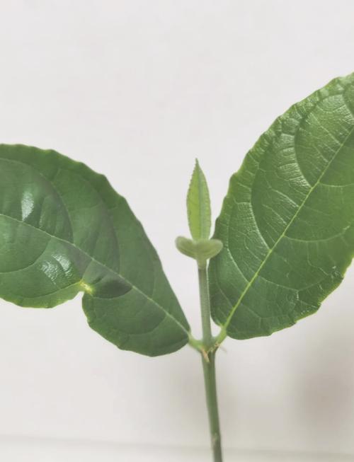 假面骑士 平成世代 终章 创骑与艾克赛德联手传奇骑士 产品图片