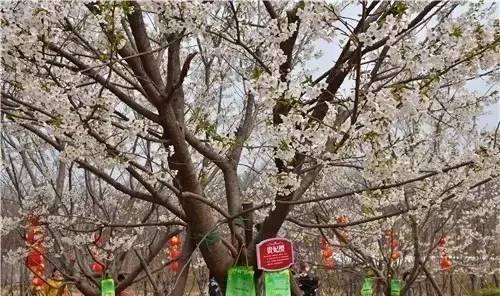 佩小姐的奇幻城堡 相关产品