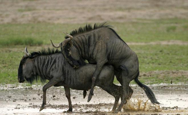 一寸丹心 1 产品主图