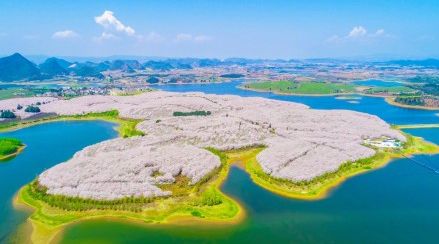 假如猫从世界上消失了 相关产品