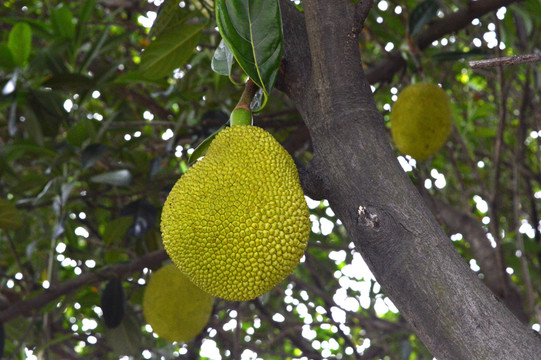 传世乐章 产品图片