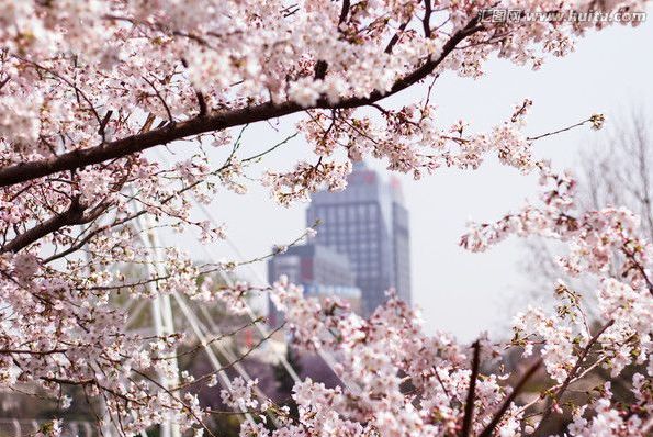 冒牌家庭 产品图片