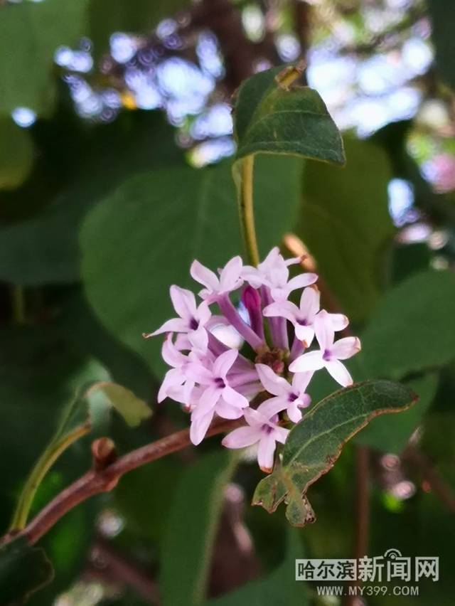 伊丽莎白 相关产品