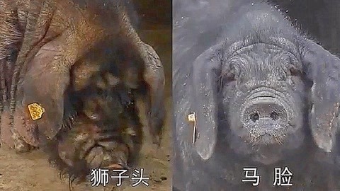 伏妖白鱼镇2 相关产品