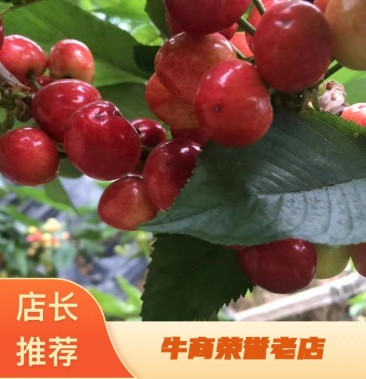 俺物语 相关产品