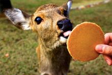 凤凰城等着你 相关产品