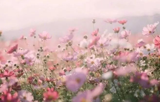 伦敦一家人 相关产品