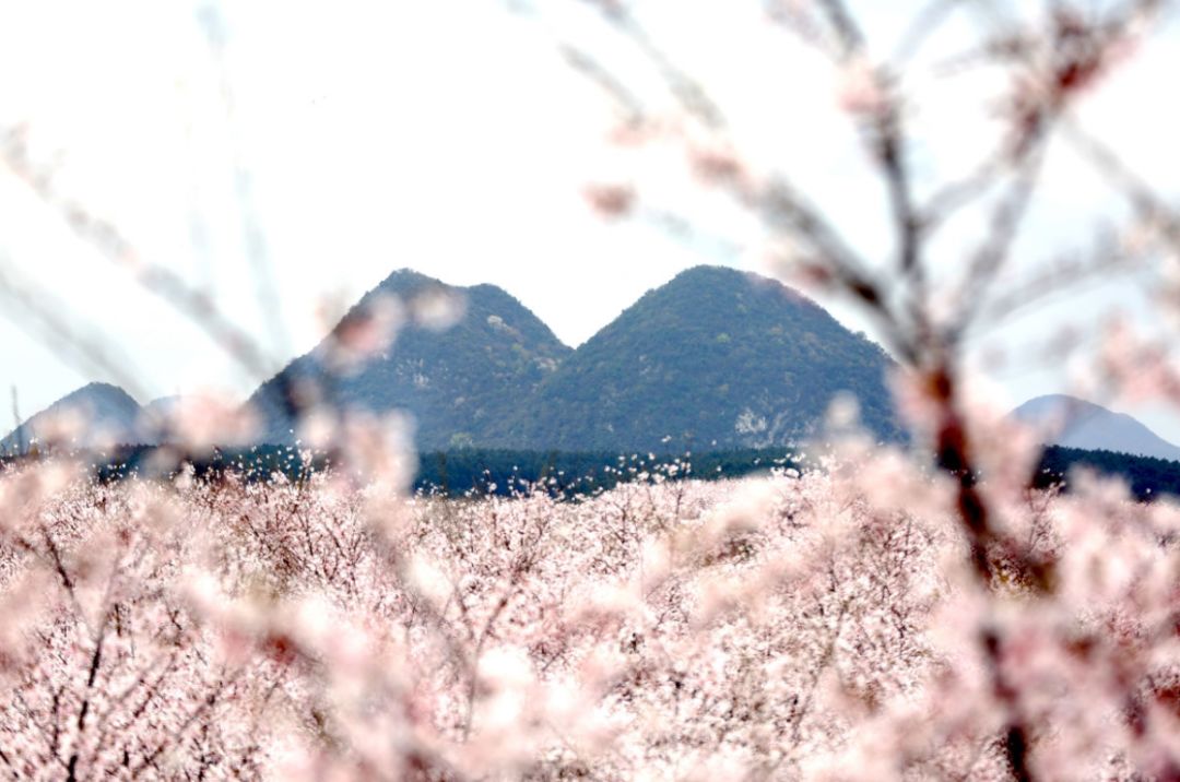 代号猛虎行动 产品主图