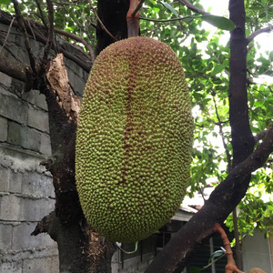 侠僧探案传奇之醉玲珑 产品图片