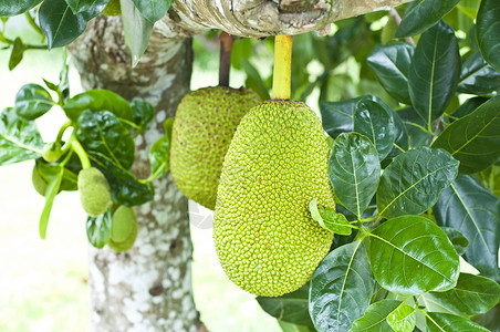 冒牌家庭 产品图片