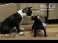 叶落情未了 相关产品