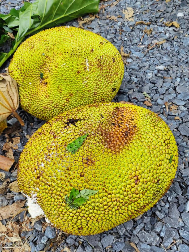 凡尔杜先生 产品图片