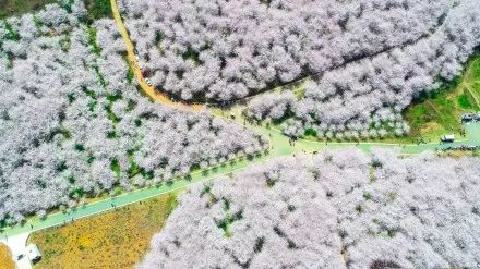 兄弟之北漂歌手 相关产品